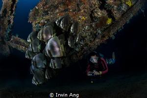 K E E P . C A L M
Orbicular batfish (Platax orbicularis)... by Irwin Ang 